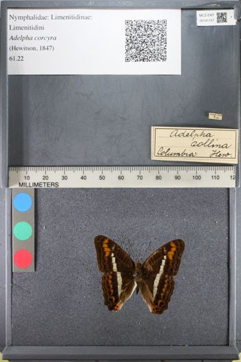Media type: image;   Entomology 141157